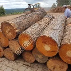 MAKING FOR PAPER, Wood Type Pine Wood