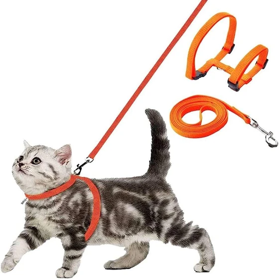cat-harness-belt.webp