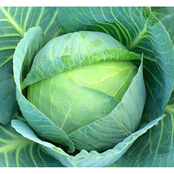 f1-hybrid-cabbage-seed-1.webp