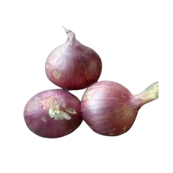 Fresh Natural Onion