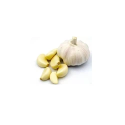Fresh Garlic