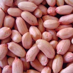 Ground Nut Peanut Kernel
