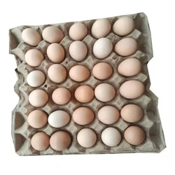 Hatching Chicken Egg