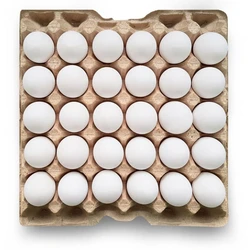Fresh Poultry Egg