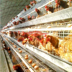 Automatic Poultry Cages