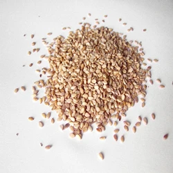 Sesame Fresh Seeds