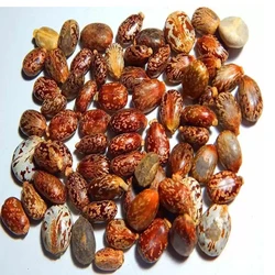 Castor Brown Seed