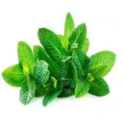 Organic Spearmint Herb
