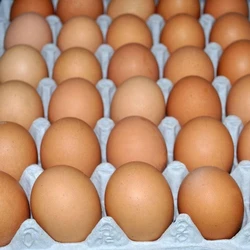 Chicken Table Eggs