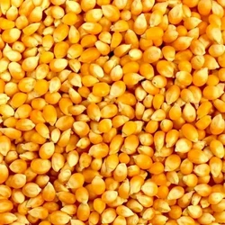 Yellow Maize Seeds