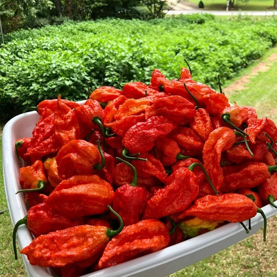 fresh-ghost-pepper-1.webp