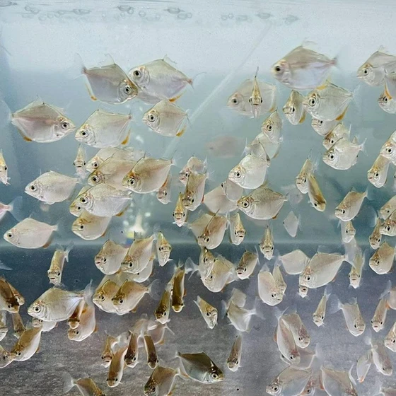 silver-dollar-fish-2.webp