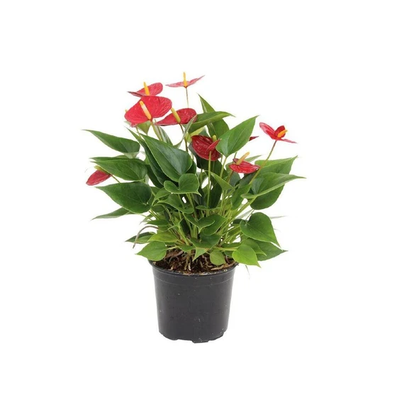decoration-anthurium-pot-plant-2.webp