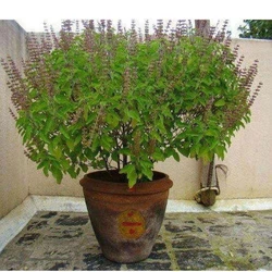 Fresh Tulsi Plant