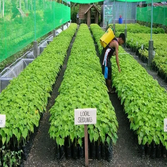 jatropha-saplings.webp