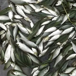 Rohu Fish Seeds