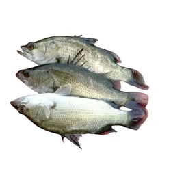 Seabass Fish Seed