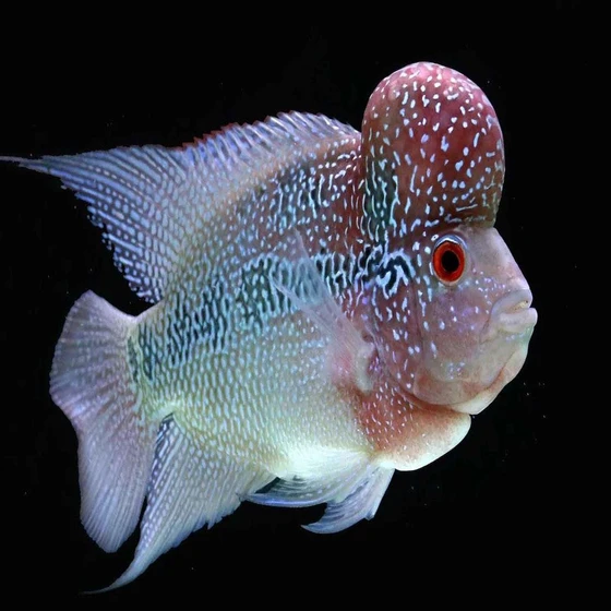 flower-horn-fish-1.webp