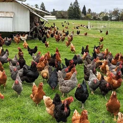 Poultry Farming Chicken