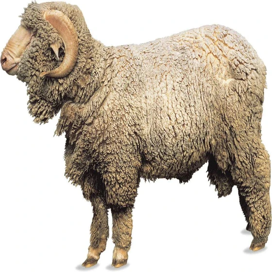 male-sheep-2.webp