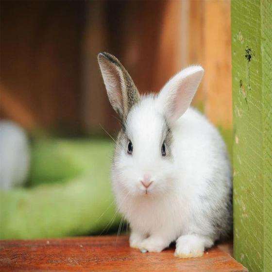 live-rabbit-2.webp