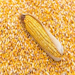 High Proteins Dry Corn Fresh Seeds Yellow Maize Supplier