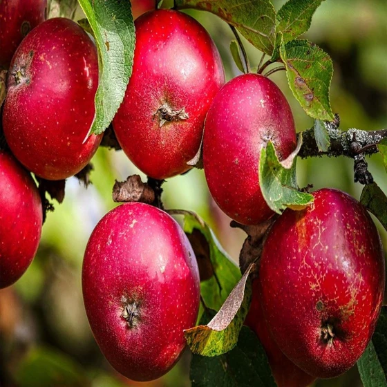 natural-apple-fruit-2.webp