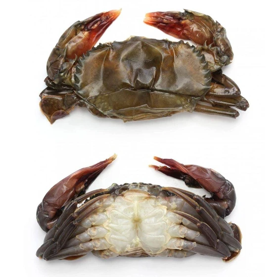 fresh-shell-crab-1.webp