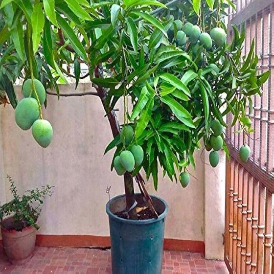 green-mango-tree-2.webp
