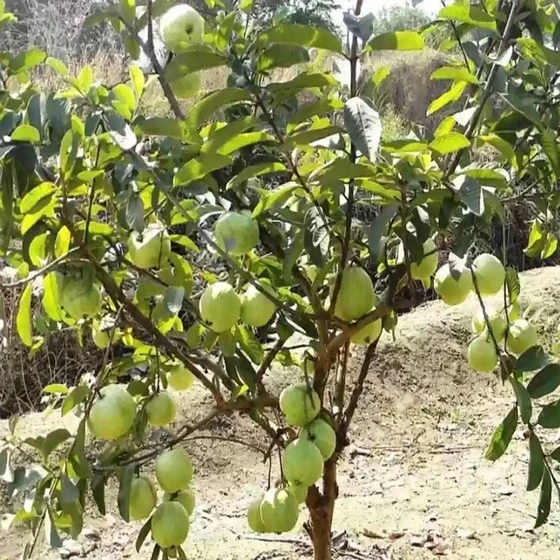 fruit-guava-plant-1.webp