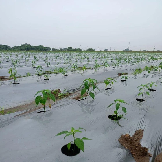 plastic-mulching-film-2.webp