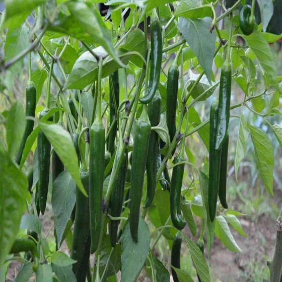 green-chilli-kitchen-garden-2.webp