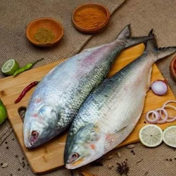 Hilsa Fresh Fish