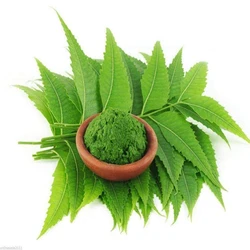 Green Neem Leave
