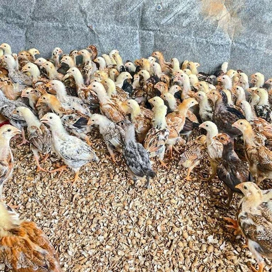 aseel-poultry-chick-1.webp