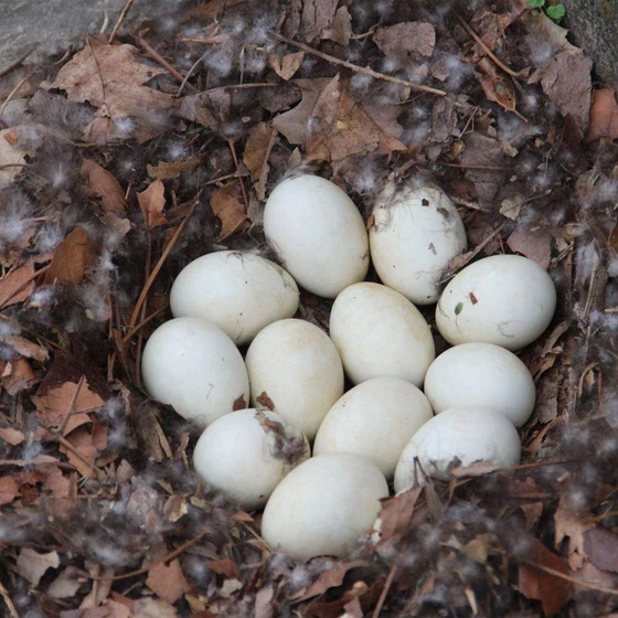 hatching-duck-eggs-2.webp