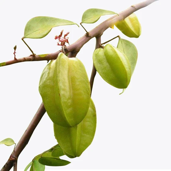 star-fruit-plant-1.webp