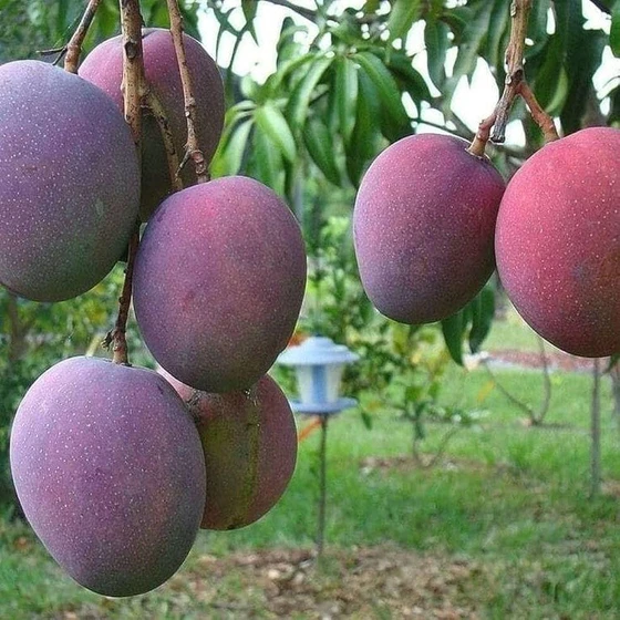 palmer-mango-plants-1.webp