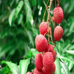 Natural Litchi Plants