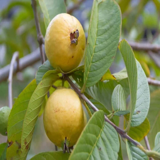 guava-fruit-plant-2.webp