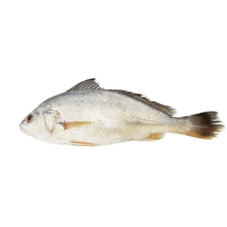 Silver Croaker Fish