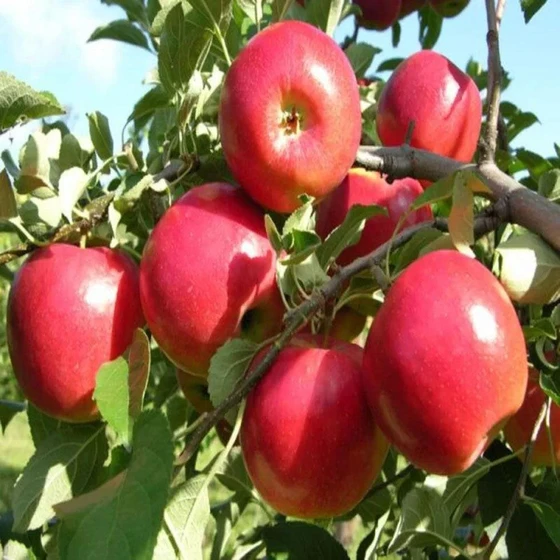apple-fruit-plant-2.webp