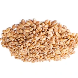 Organic Wheat Seeds