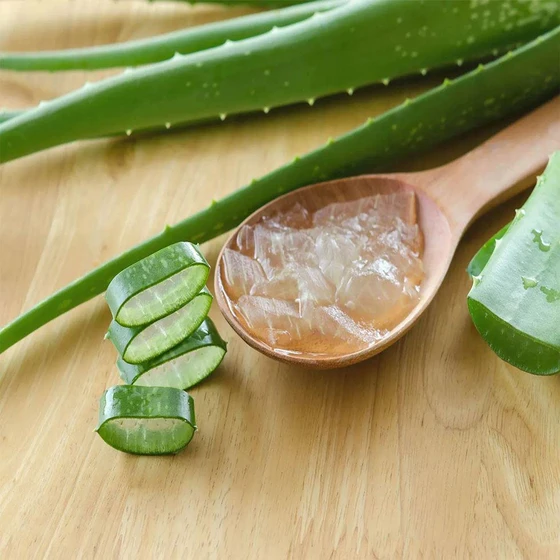 organic-aloe-vera-leaf-2.webp