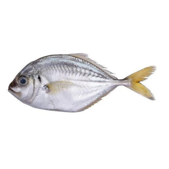 fresh-parai-fish-2.webp
