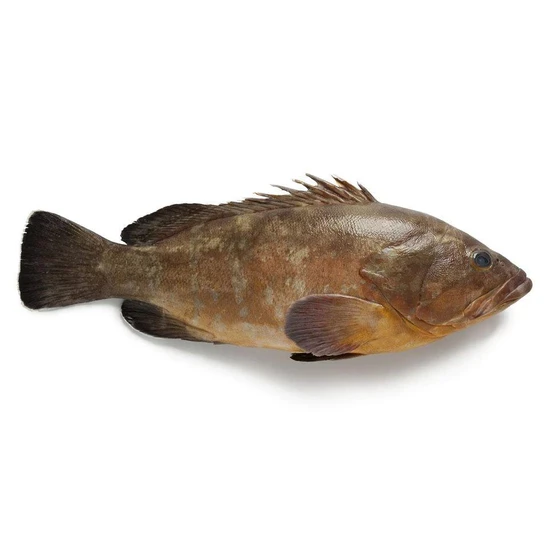 grouper-dressed-fish-2.webp