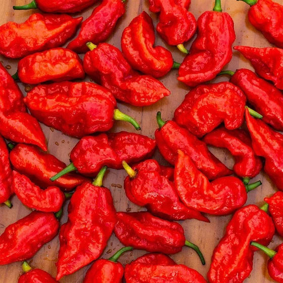 fresh-ghost-pepper-2.webp