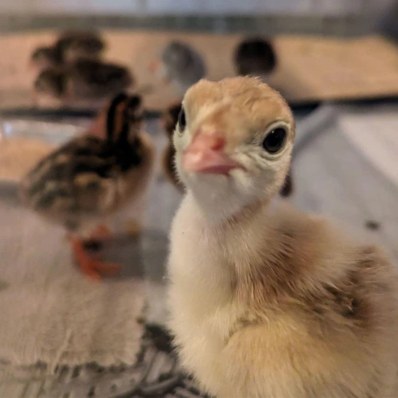 turkey-poultry-chicks-2.webp
