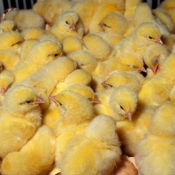 yellow-sonali-chicks-2.webp