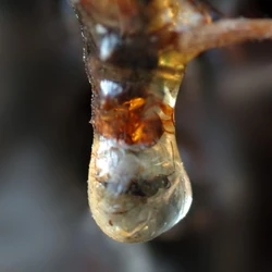 Synthetic Resin Plants